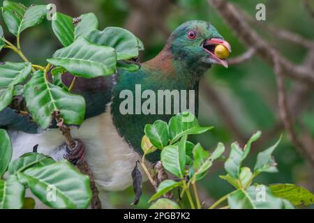 Kereru (Hemiphaga novaeseelandiae) oder neuseeländische Tauben, die eine Frucht fressen, sind diese Vögel wichtige Samendispergatoren für Bäume in Aotearoa. Stockfoto