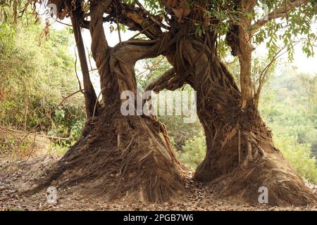 Banyan-Feige, banyan-Baum (Ficus benghalensis), Banyan-Baum, Don Khon, Provinz Champasak, Südlaos, Laos Stockfoto