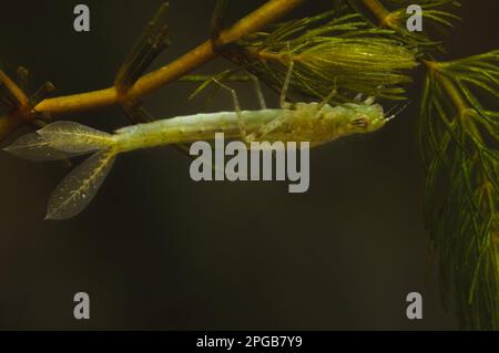 Blauschwanzdammelfliege (Ischnura elegans), Nymphe, die sich an Tüpfelkraut klammert, Wat Tyler Country Park, Essex, England, April (fotografiert im Special Stockfoto