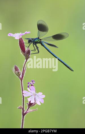 Banded Demoiselle (Calopteryx splendens), männlich, auf Blume ruhend, Leicestershire, England, Vereinigtes Königreich Stockfoto