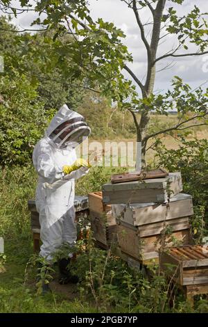 Bienenzucht, Imker inspiziert Arbeiter von Western Honey Bee (APIs mellifera), auf Gestell von Hive, Suffolk, England, Vereinigtes Königreich Stockfoto