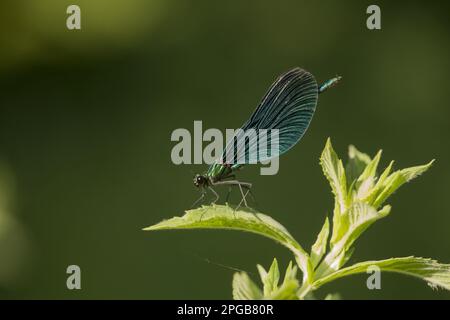 Wunderschöne Demoiselle (Calopteryx virgo), männlich, auf Blatt ruhend, Bulgarien Stockfoto