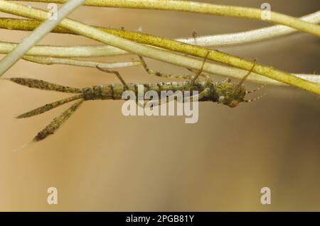 Blauschwanzfliege (Ischnura elegans), Nymphe, die sich an Tüpfelkraut klammert, Stodmarsh National Nature Reserve, Kent, England, Marsh (fotografiert in Stockfoto