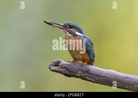 Gemeiner Kingfisher (Alcedo atthis), weiblich, mit Libellen-Nymphe im Schnabel, hoch oben auf einem Ast, Suffolk, England, Vereinigtes Königreich Stockfoto