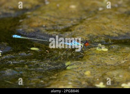 Kleiner rothäugiger Damselfly (Erythromma viridulum), männlich, auf Algen im Teich, Norfolk, England, Vereinigtes Königreich Stockfoto