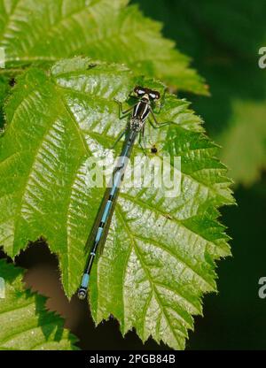 Variable Damselfly (Coenagrion pulchellum), männlich, auf Blatt ruhend, West Sussex, England, Vereinigtes Königreich Stockfoto