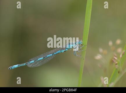 Südlicher Damselfisch (Coenagrion mercuriale), männlich, auf Blattfedern ruht, Corfe Common, Dorset, England, Vereinigtes Königreich Stockfoto