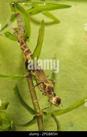 Blauschwanzfliegen (Ischnura elegans), Nymphe, die sich an Tüpfelchen unter Wasser klammert, Priory Water Nature Reserve, Leicestershire, England, Mai Stockfoto