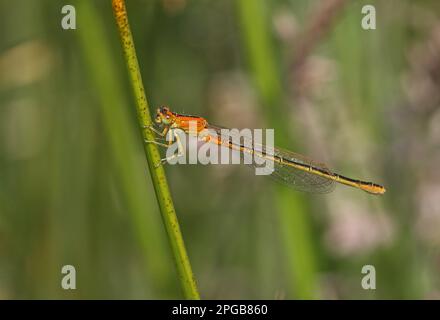 Seltenes Blauschwanzmädchen (Ischnura pumilio), unreife Frau, frisch aufgetaucht, ruht auf Stamm, Norfolk, England, Vereinigtes Königreich Stockfoto