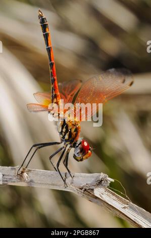 Roter Adern-Dropwing (Trithemis arteriosa), Erwachsene, in Obelisk-Haltung, ruhend auf Stamm, Socotra, Jemen Stockfoto
