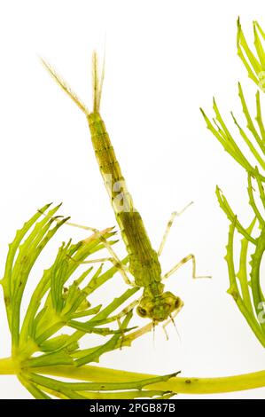 Blauschwanzdammelfliege (Ischnura elegans), Nymphe, die über Tüpfelkraut krabbelt, Wat Tyler Country Park, Essex, England, Juli (fotografiert in Special Stockfoto