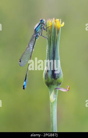 Blauschwänziger Damselfly (Ischnura elegans), Erwachsener, ruhend auf Löwenzahn, Leicestershire, England, Vereinigtes Königreich Stockfoto