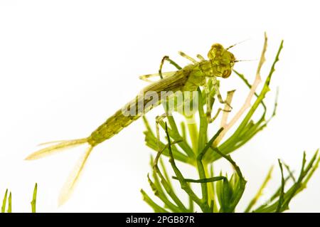 Blauschwanzdammelfliege (Ischnura elegans), Nymphe, die über Tüpfelkraut krabbelt, Wat Tyler Country Park, Essex, England, Juli (fotografiert in Special Stockfoto