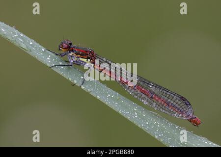 Frühe Mutterfliege (Pyrrhosoma), frühe Mutterfliege, frühe Mutterfliege, andere Tiere, Insekten, Libellen, Tiere, große rote Dammfliege Stockfoto