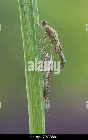 Frühe Mutterfliege (Pyrrhosoma), frühe Mutterfliege, frühe Mutterfliege, andere Tiere, Insekten, Libellen, Tiere, große rote Dammfliege Stockfoto