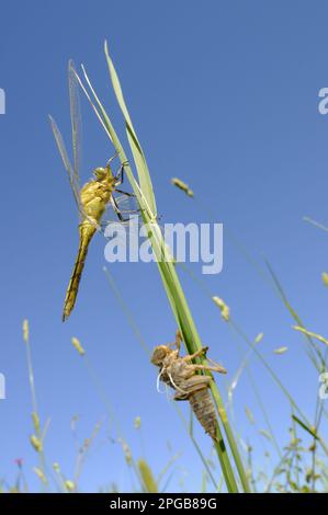 Schwarzschwanzskimmer (Orthetrum cancellatum), erwachsen, frisch aus Nymphhaut, Italien Stockfoto