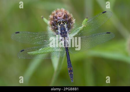 Black Darter (Sympetrum danae), männlich, männlich, ruhend auf Knapweed, Powys, Wales, Vereinigtes Königreich Stockfoto