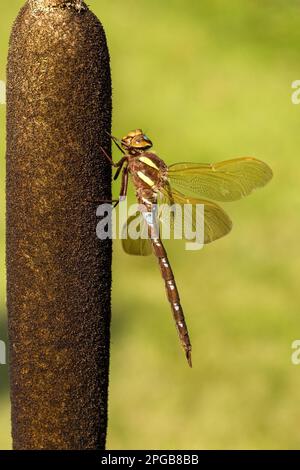 Braunhawker (Aeshna grandis), Braundamselfliegen, andere Tiere, Insekten, Libellen, Tiere, männlicher Brown Hawker, ruht sich aus Stockfoto