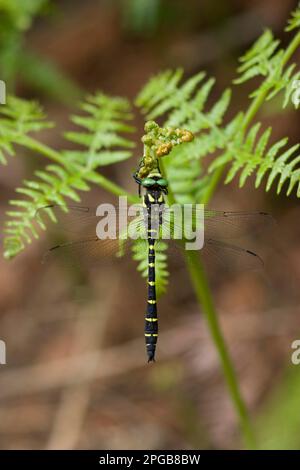 Sombre-Goldringe (Cordulegaster bidentata), andere Tiere, Insekten, Libellen, Tiere, Sombre-Gold-Libelle Erwachsener, ruht auf Farnfront Stockfoto