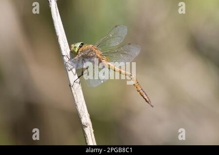 Norfolk Hawker (Aeshna isosceles), männlicher Erwachsener, mit deformiertem Abdomen, verursacht durch ein Hindernis vor ihm, hat sich verhärtet, als es herauskommt Stockfoto