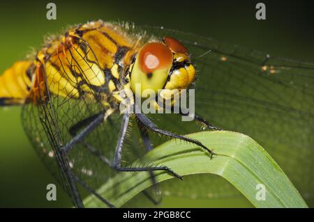 Ruddy Ruddy Darter (Sympetrum sanguineum), Erwachsene Frau, Nahaufnahme von Kopf und Thorax auf Schilfblatt, Elmley Marshes N. N. R. Isle of Sheppey Stockfoto