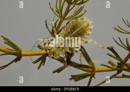 Gewöhnlicher Dartpfeil (Sympetrum striolatum), Nymphe, Krabbeln über Teichgras, Unterwasser, Wat Tyler Country Park, Essex, England, April (fotografiert Stockfoto