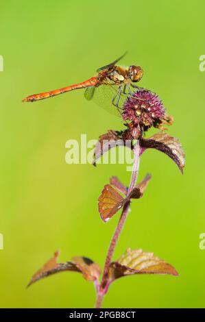 Gewöhnlicher Dartpfeil (Sympetrum striolatum), erwachsener Mann, der auf dem Blumenkopf der Wasserminze ruht (Mentha aquatica), Oxfordshire, England, United Stockfoto