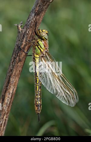 Haarige Libelle (Brachytron pratense), frisch aufgetaucht, weiblich, ruht auf Zweig, Dungeness, Kent, England, Vereinigtes Königreich Stockfoto