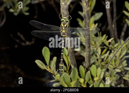 Goldene Libelle (Cordulegaster boltonii), zweiringige Libelle, andere Tiere, Insekten, Libellen, Tiere, goldene Libelle, Erwachsener Stockfoto