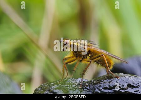 Gelbschwanzfliege, Gelbschwanzfliege (Scathophaga stercoraria), andere Tiere, Insekten, Tiere, Gelbschwanzfliege, männlich, auf frischen Schafen stehend Stockfoto