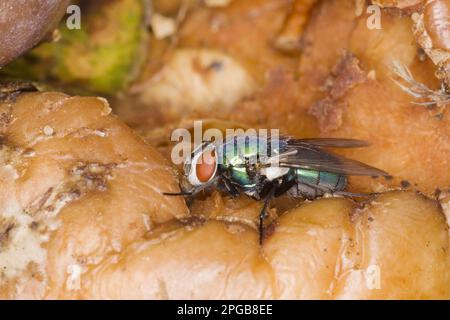 Gemeine Greenbottle (Lucilia sericata), Erwachsene, Fütterung von faulem Apfel, Essex, England, Vereinigtes Königreich Stockfoto