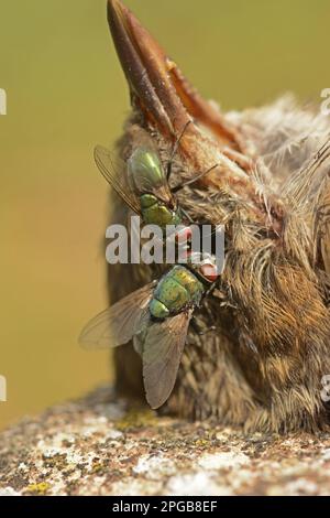 Kaisergoldfliege, Kaisergoldfliege, Flaschenfliege, andere Tiere, Insekten, Tiere, Greenbottle (Lucilia caesar), zwei Erwachsene, die sich vom Auge des Toten ernähren Stockfoto