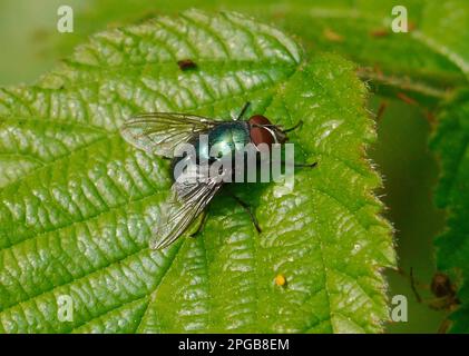 Greenbottle (Lucilia caesar), Erwachsener, auf Blatt ruhend, West Sussex, England, Großbritannien Stockfoto