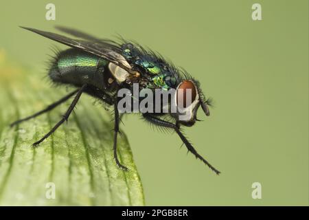 Kaisergoldfliege, Kaisergoldfliege, Flaschenfliege, andere Tiere, Insekten, Tiere, Greenbottle (Lucilia caesar) Erwachsene, Vorderbeine reinigen, ruhen Stockfoto