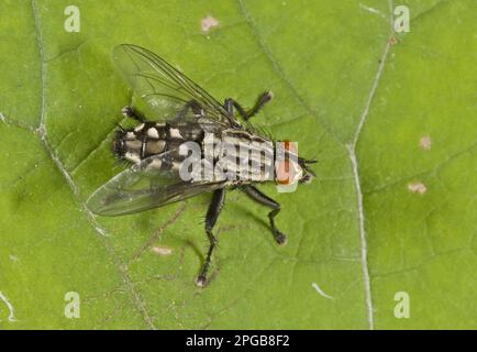 Graue Fliege, graue Fliege (Sarcophaga carnaria), andere Tiere, Insekten, Tiere, ausgewachsene Fliege, Ruht sich auf Frankreich aus Stockfoto