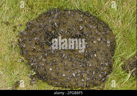 Adulte Fleischfliege (Sarcophaga sp.) Und Mittagsfliege (Mesembrina sp.), Masse über Kuhmist, Auvergne, Frankreich Stockfoto