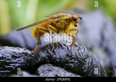 Gelbschwanzfliege, Gelbschwanzfliege (Scathophaga stercoraria), andere Tiere, Insekten, Tiere, Gelbschwanzfliege, männlich, auf frischen Schafen stehend Stockfoto