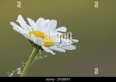 Gelbfliege (Scathophaga stercoraria), Erwachsener, mit Tau bedeckt, auf Ox-Eye Daisy (Leucanthemum vulgare) Blume, Leicestershire, England, Vereinigtes Königreich Stockfoto