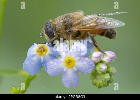 Erwachsene Drohnenfliege (Eristalis nemorum), die auf vergessenen, mit Regentropfen bedeckten Blumen ruht, River Whiteadder, Berwickshire, schottische Grenzen Stockfoto