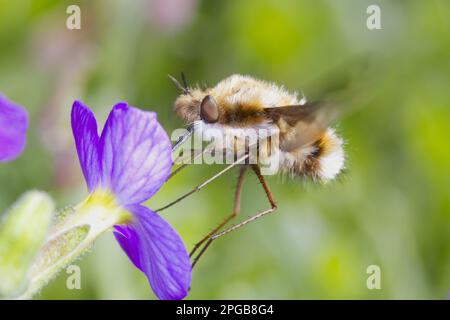 Common Bee-Fly (Bombylius Major), Erwachsene, Fütterung von Blüten der Aubretien im Garten, East Sussex, England, Großbritannien Stockfoto