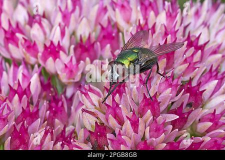 Greenbottle (Lucilia caesar), Erwachsener, Vorderbeine reinigen, auf Eispflanze ruhen (Sedum sp.) Blumen im Garten, Warwickshire, England, Großbritannien Stockfoto