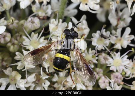 Two-Banded Hoverfly (Chrysotoxum bicinctum), Erwachsener, Fütterung von Hogweed-Blume (Heracleum sphondylium), Powys, Wales, Vereinigtes Königreich Stockfoto