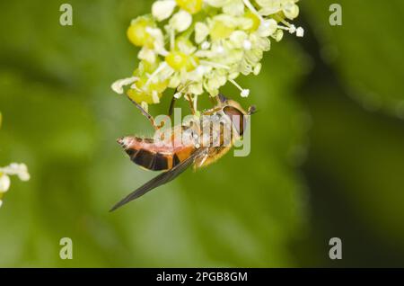 Spring Hoverfly (Epistrophe eligans), Erwachsene Frau, Fütterung von Blumen, Norfolk, England, Vereinigtes Königreich Stockfoto