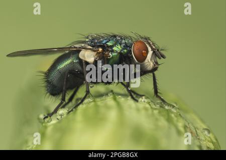 Greenbottle (Lucilia caesar), Erwachsener, mit Wassertröpfchen bedeckt, auf Blättern ruhend, Leicestershire, England, Großbritannien Stockfoto