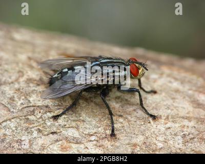 Flesh Fly (Sarcophaga carnaria), Erwachsener, ruht auf Holzzaun, Cannobina Valley, Piemont, Norditalien Stockfoto