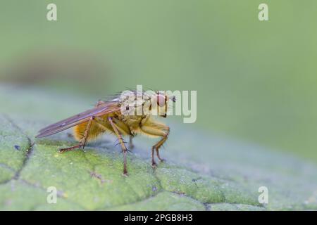 Gelbschwanzfliege, Gelbschwanzfliege (Scathophaga stercoraria), andere Tiere, Insekten, Tiere, Gelbschwanzfliege ausgewachsen, Er ruht sich auf dem Fluss Whiteadder aus Stockfoto