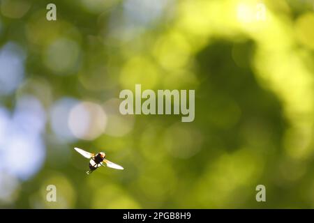 Pellucid Hoverfly (Volucella pellucens), männlich, im Flug, schweben in Woodland Glade, Powys, Wales, Vereinigtes Königreich Stockfoto