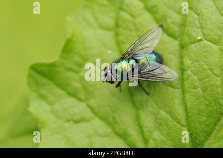 Kaisergoldfliege, Kaisergoldfliege, Flaschenfliege, andere Tiere, Insekten, Tiere, Greenbottle (Lucilia caesar), ausgewachsen, in Oxfordshire Stockfoto