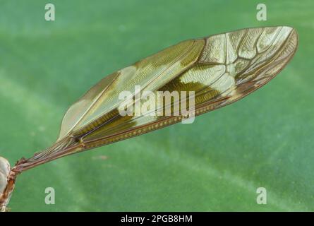 Riesen-Cranefly (Tipula maxima), Erwachsener, Nahaufnahme des Flügels, Cannobina Valley, italienische Alpen, Piemont, Norditalien Stockfoto