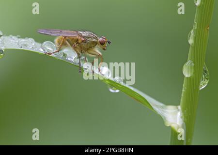 Gelbschwanzfliege, Gelbschwanzfliege (Scathophaga stercoraria), andere Tiere, Insekten, Tiere, Gelbschwanzfliege ausgewachsen, Ruht auf Grasblatt mit Stockfoto